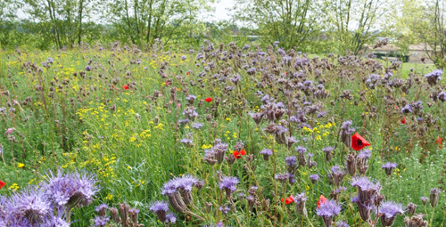 image pour l'article : Reconversion d’un site industriel en réserve naturelle