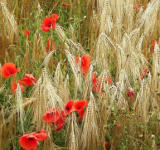 Cultivez votre jardin