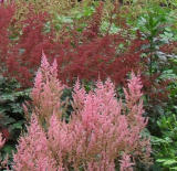 Les plantes diminuent le stress