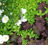 les vertus bénéfiques des plantes